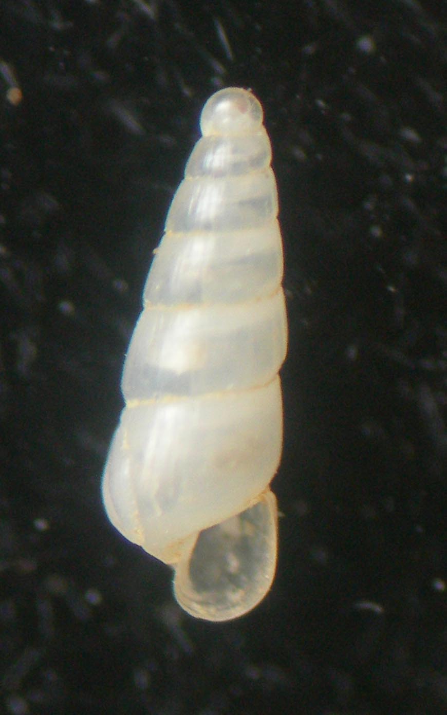 Eulimella cossignaniorum